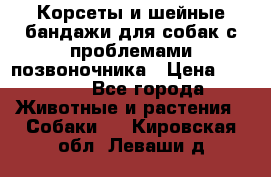 Корсеты и шейные бандажи для собак с проблемами позвоночника › Цена ­ 2 500 - Все города Животные и растения » Собаки   . Кировская обл.,Леваши д.